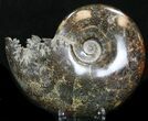 Cleoniceras Ammonite Fossil - Madagascar #32552-1